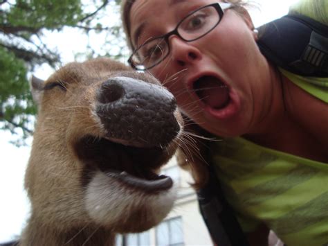 Snapping Selfies With Wild Animals Is A New Trend Brain