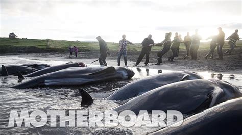 The Grind Whaling In The Faroe Islands Short 2015 Imdb