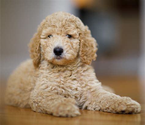 Toy Poodle All About The Worlds Cutest Curliest Dog Breed