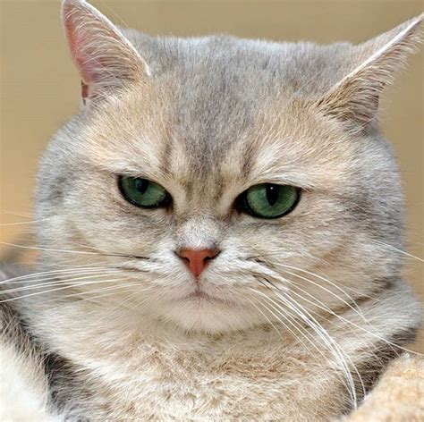 Top 45 Funny Female Cat Names Petpress