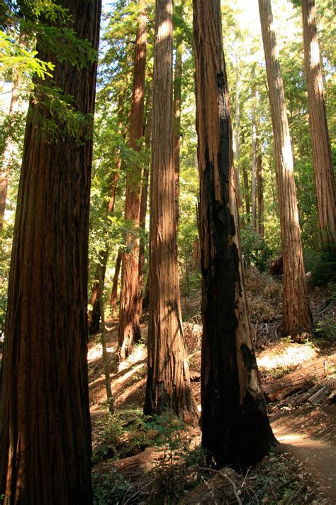 Free Images Tree Nature Path Pathway Outdoor Wilderness Branch