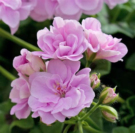 Geranium Zonal Light Pink The Nunhead Gardener