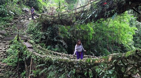 Visiting The Double Decker Living Root Bridges Of Nongriat Travelearth