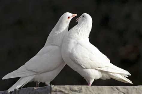 Two Loving White Doves — Stock Photo © Jackq 7486543