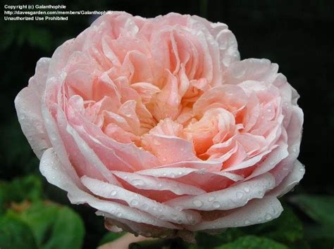 Plantfiles Pictures English Rose Austin Rose Evelyn Rosa By