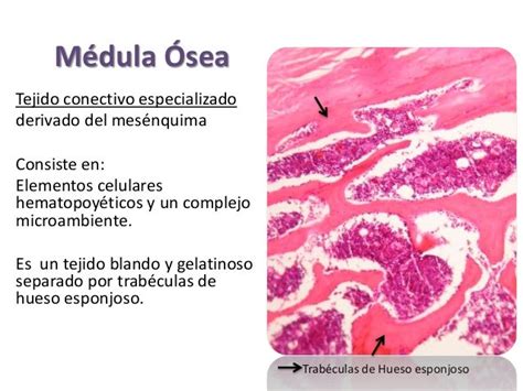 Histología Médula ósea Y Sangre