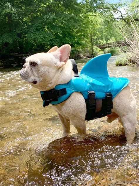 3 best life jackets for french bulldogs. Cartoon Shark Dog Swimming Vest Sui Cute Dog Swimming Vest ...
