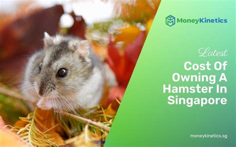 How Much Does It Cost To Own A Hamster In Singapore 2022 Prices