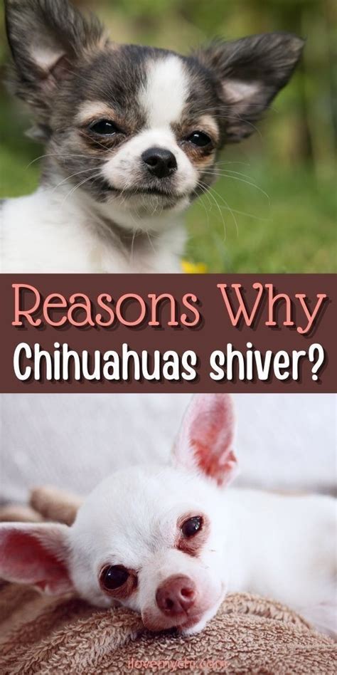 Reason Why Chihuahuas Shiver In 2021 Chihuahua Puppies Chihuahua