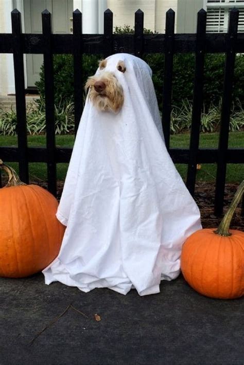23 Unbelievable Halloween Costume Ideas For Your Dog Dog Halloween