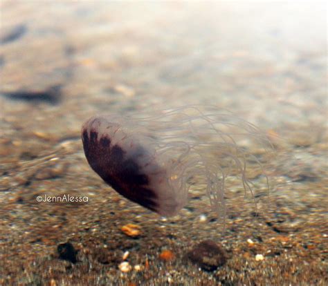 Photo Medusas De Agua Dulce JennAlessa JennA JennFlickr Flickr