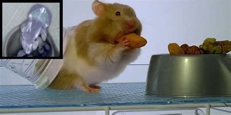 X Ray Finally Reveals Hamsters Eating Secret Hamster Eating Hamster Eat