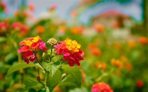 50 Most Beautiful Nature Wallpapers Flowers Wallpapersafari