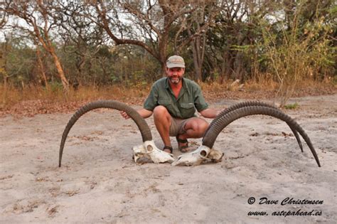 Giant Sable In Angola A Step Ahead