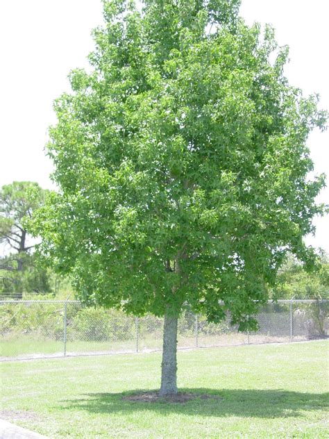 University Of Floridaifas Charlotte County Extension Sweetgum As A