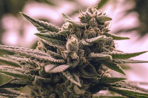 Gorilla Glue Weed Strain Review And Information