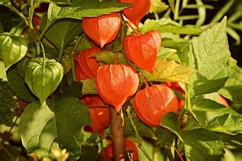 Growing Physalis Alkekengi Chinese Lantern Plant Care Guide Thearches