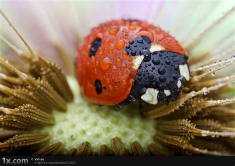 The Very Best Of Macro Photography Pt Pics I Like To Waste My Time