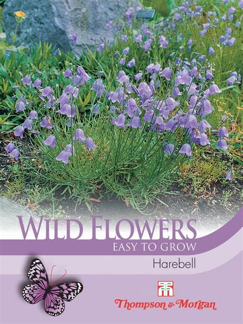Wildflower Harebell Woburn Sands Emporium Is Your Local Independent