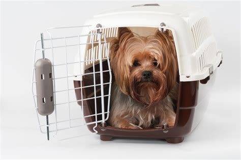 Crate Training A Yorkie Is Easy With These Tips Pawtracks