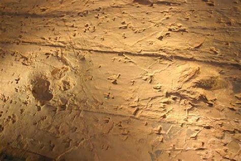 (simile, colloquial) very happy (sometimes with the extra connotations of being carefree or unaware of grimmer realities. Lark Quarry dinosaur footprints - ABC News (Australian ...