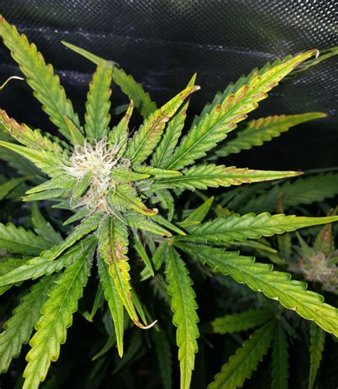 Cannabis Plant Problems » CBD Oil New Daily