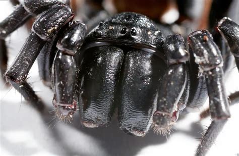 Sydney Funnel Web Spider Bite Animals Around The Globe