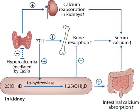 Physiology Of Calcium Homeostasis Endocrinology And Metabolism Clinics