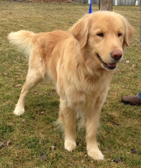 The information on this web page should answer many of your questions about our. Adopt Kris on | Dogs, Your dog, Dogs golden retriever