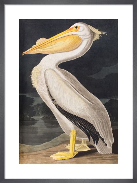 American White Pelican Art Print By John James Audubon King And Mcgaw