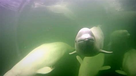 Belugas Know How To Have Cheeky Fun Explore