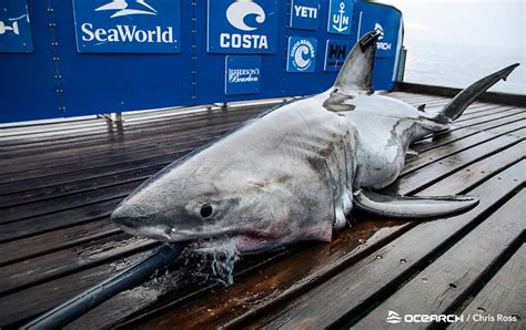 883 Pound Great White Shark Spotted In Water Near Marthas Vineyard
