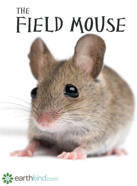 How Do Field Mice Get In The House Violeta Busby