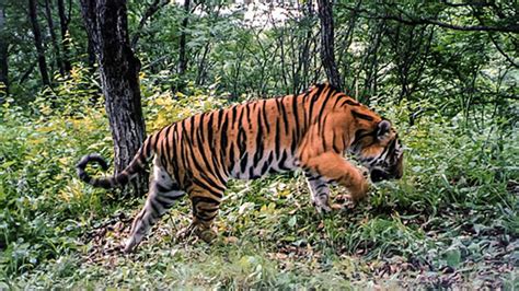 El Tigre Siberiano Gana Un Aliado Influyente En China