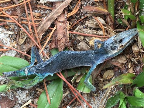 Do Dead Green Anoles Turn Blue Anole Annals