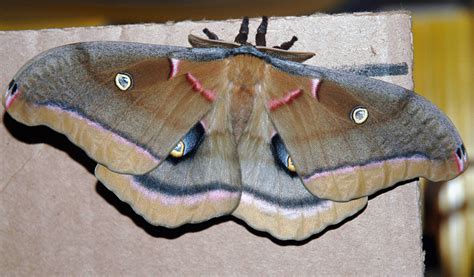 Metamorphosis Of A Polyphemus Moth Whats That Bug