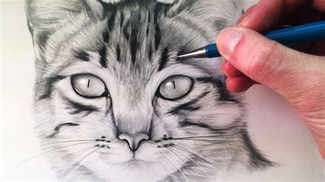 Realistic pencil drawing, belleville, ontario. How to Draw a Cat - YouTube