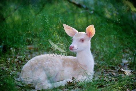 Albino White Tail Deer Fawn Cuteness Pinterest