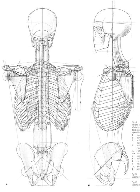 Pin By Timur Mutsaev On Human Anatomy Human Anatomy Drawing Anatomy