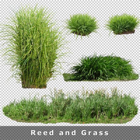 Cutout Plants V04 Graphics For Landscape Architecture Visualization