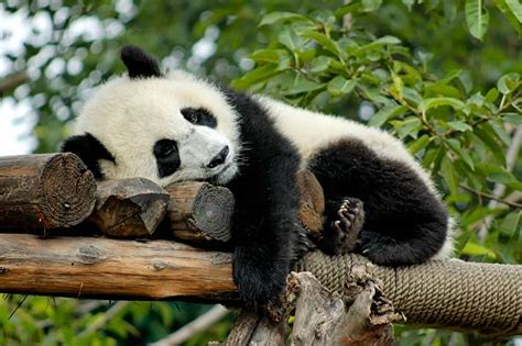 49 300 Panda Photos Taleaux Et Images Libre De Droits Istock