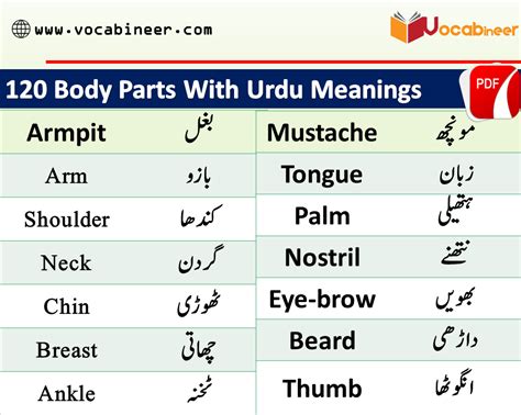 I have broken down the different body parts into sections, and given example sentences showing how to use them in conversation. 120 Human Body Parts Name in Urdu and Hindi with PDF