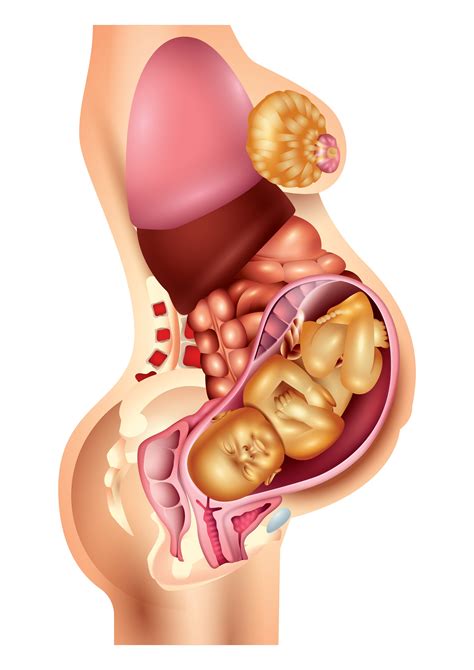 Medical human anatomy for children, cartoon child organ set, cute kid viscera systems diagram isolated on white background cartoon human anatomy bright template with woman body liver stomach heart brain lungs kidneys spleen intestine female reproductive system. Pregnant and Overweight? | Fetal Medicine UK