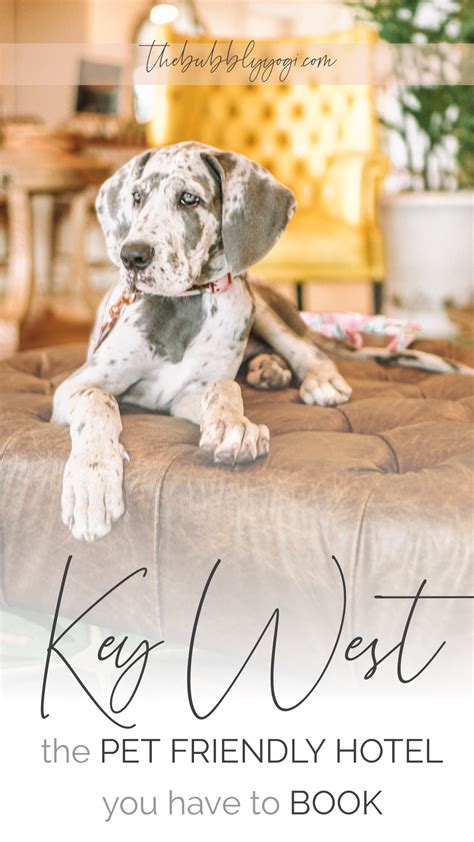 Now we have a problem. The Pet Friendly Resort You Need to Book in Key West ...