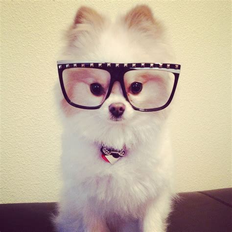 Pomeranian Pom Glasses Nerd Glasses Dog Fashion Puppy Pictures