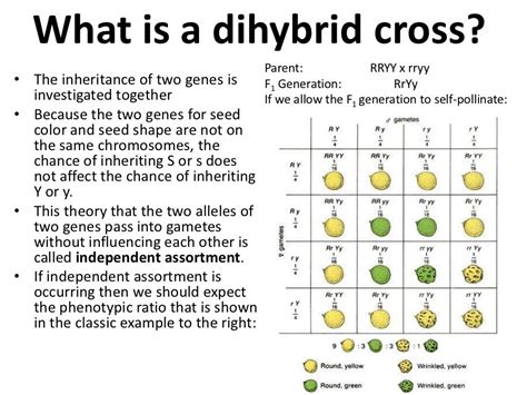 Dihybrid Crosses And Gene Linkage