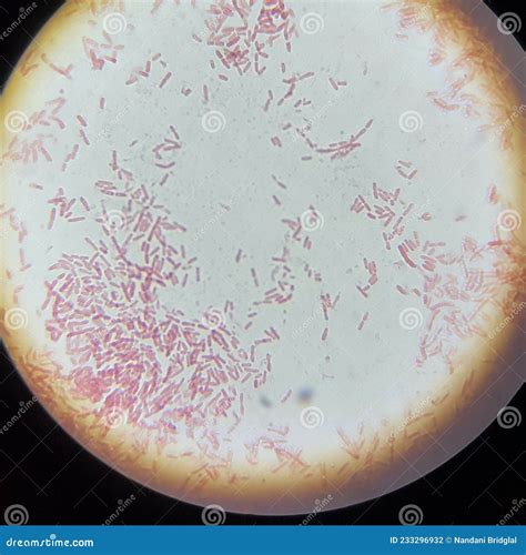 Li Bacteria Under A Compound Microscope Stock Photo Image Of