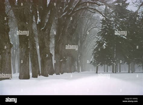 A Simple And Starkly Beautiful Winter Scene Inside A Local City Park In