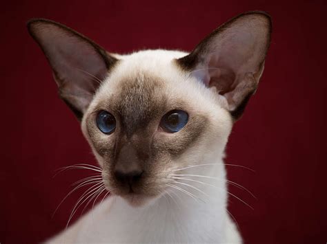 Many people liken the siamese to being the feline equivalent of a dog, with their love of make sure to regulate how much food your cat eats. The Modern Siamese Cat - Cat Breeds Encyclopedia