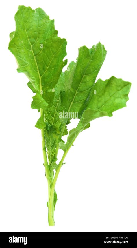 Indian Mustard Plant Cut Out Stock Images And Pictures Alamy